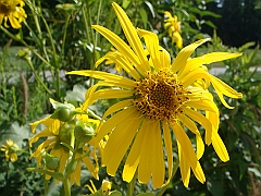 089 Longwood Gardens [2008 August 23]